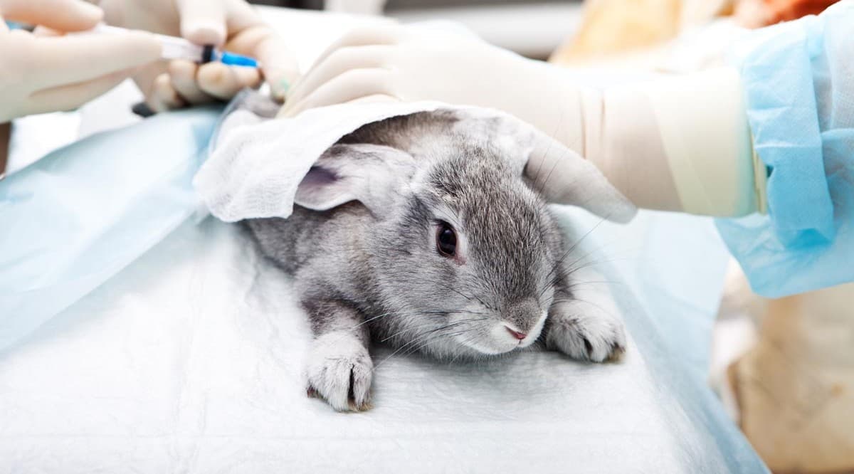 Комплексная вакцинация для кролика
